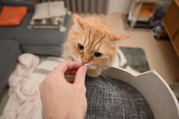 おやつがほしいマンチカン