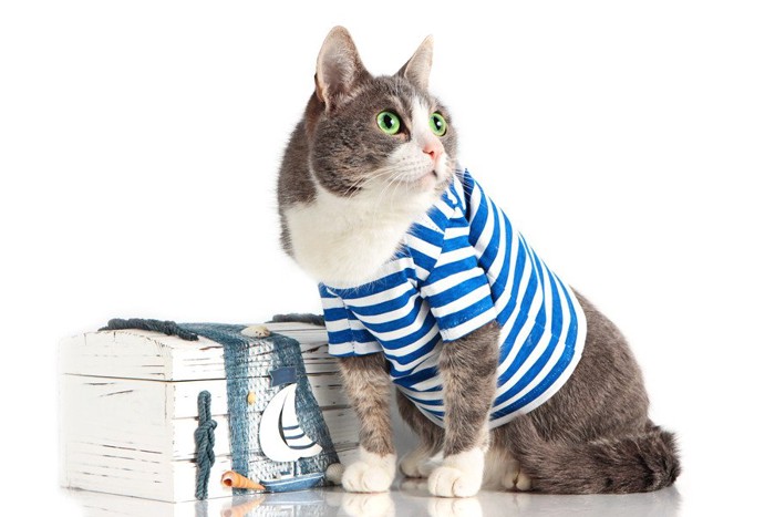 水兵の扮装をした猫