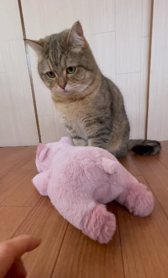 ぬいぐるみに手を伸ばす飼い主