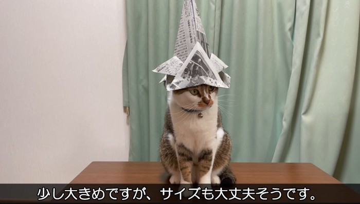 猫に兜をかぶった猫