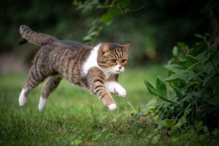 走っている猫