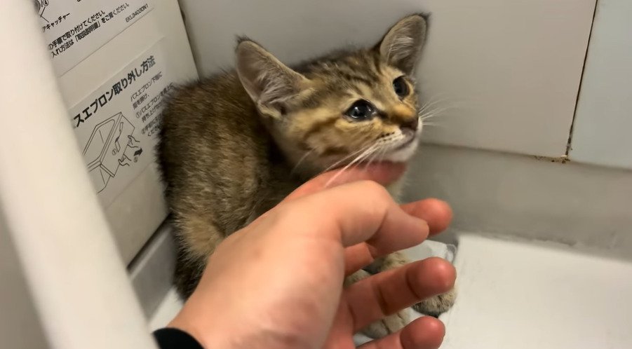 投稿主さんにあごの下を触られる子猫