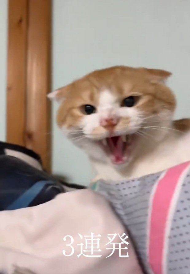 シャーをするつばさちゃん