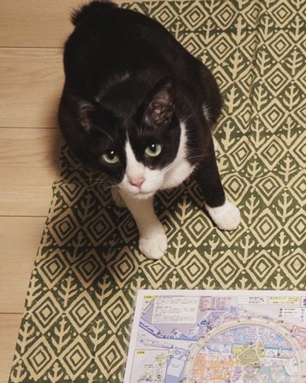 荷物と猫