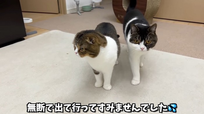 並んで立つ2匹の猫