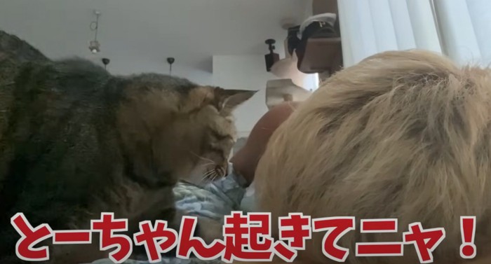 寝ている飼い主の鼻をつつくキジトラ猫