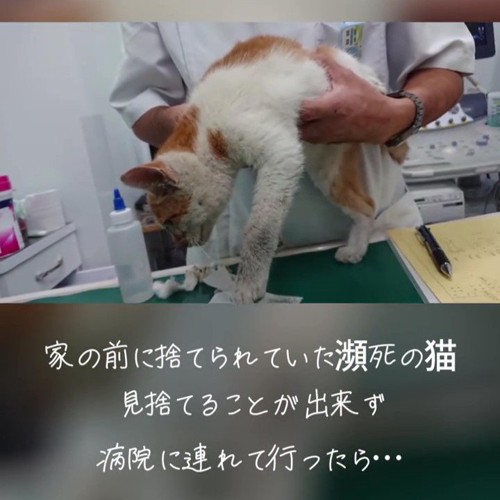 体を持ち上げられる猫