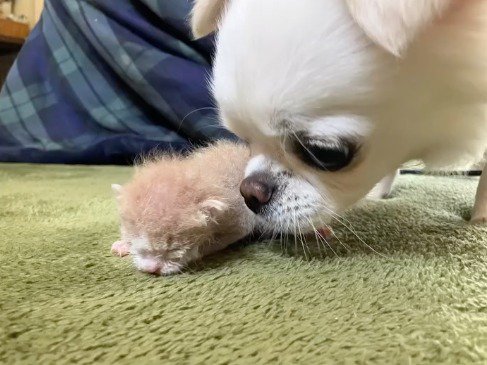 子猫の匂いを嗅ぐ犬
