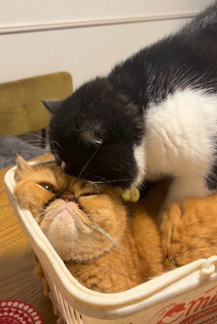 茶色い猫の体に両前足を置く白黒猫