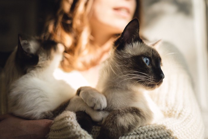 女性に抱かれる猫二匹