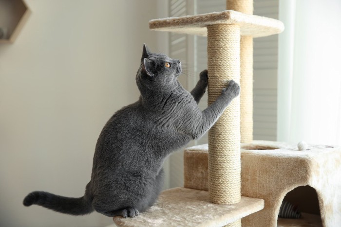 タワーで爪とぎする猫