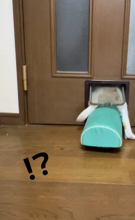 猫用通路を通る猫