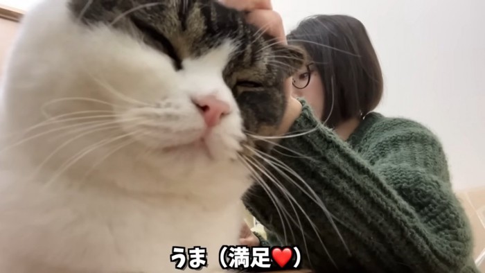 頭をなでられる猫