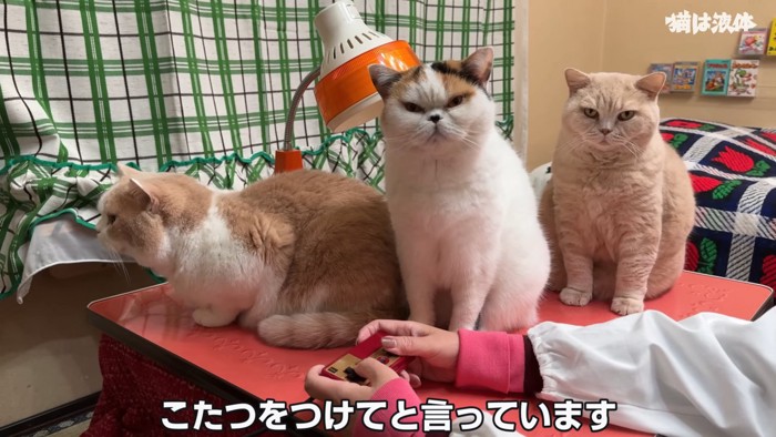 こたつの上に乗る猫