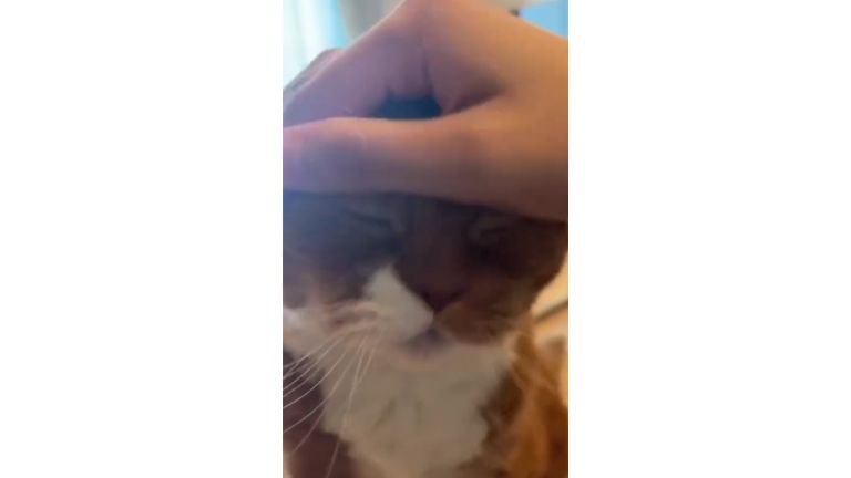 撫でられる猫
