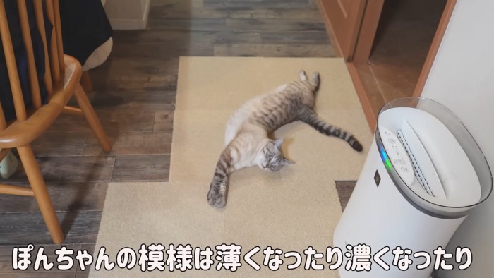 横になって伸びる猫