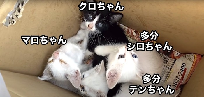 段ボールに入った子猫