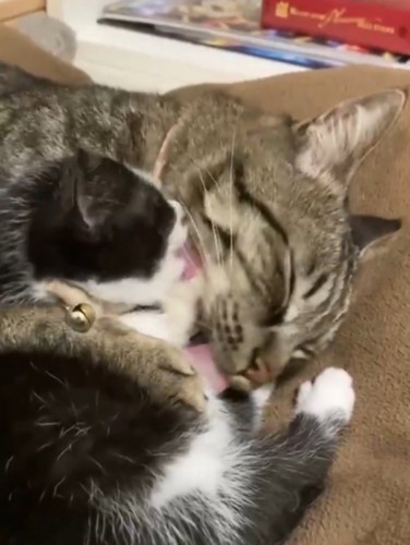 お互いの毛づくろいをする子猫と猫