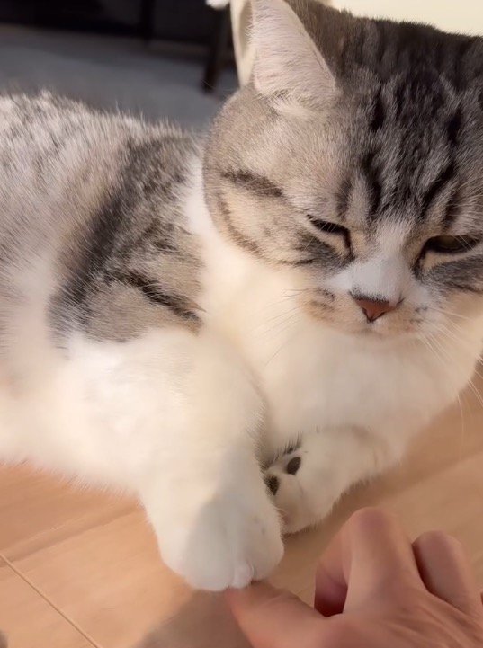 女性の指の上に前足を乗せる猫