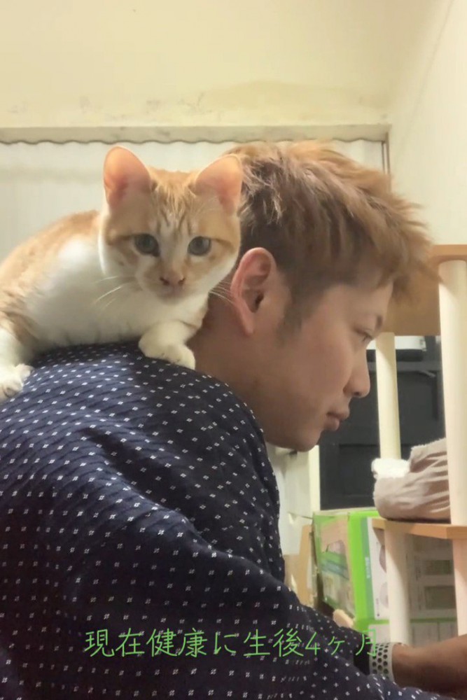 人の肩の上に乗る猫