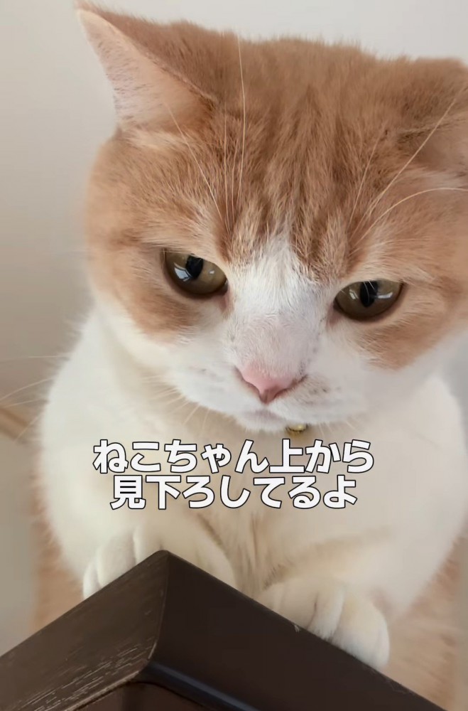 見下ろす猫