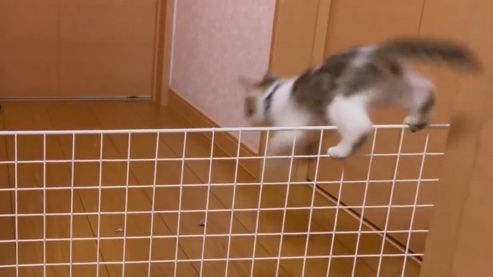 子猫が柵を飛び越える瞬間
