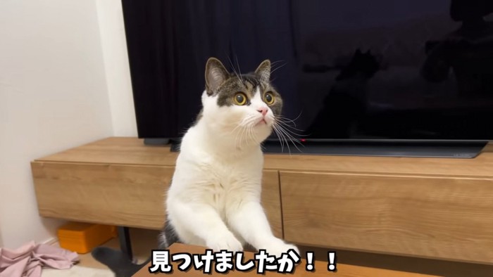 テーブルに前足をかけて立つ猫