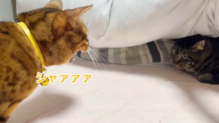 布団の下にいる猫と威嚇する猫