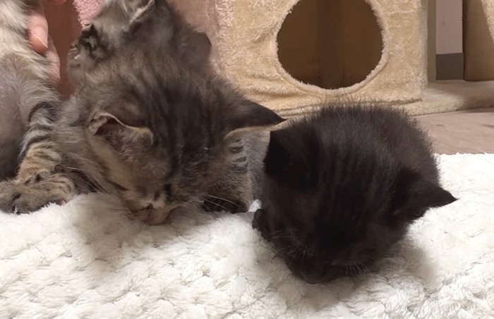 俯いて眠るキジトラと黒の子猫