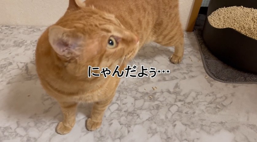 振り返る猫