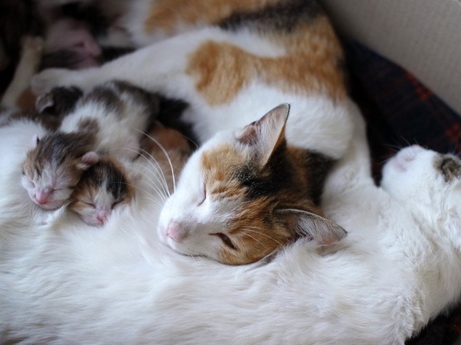 部屋で伸びをしている猫