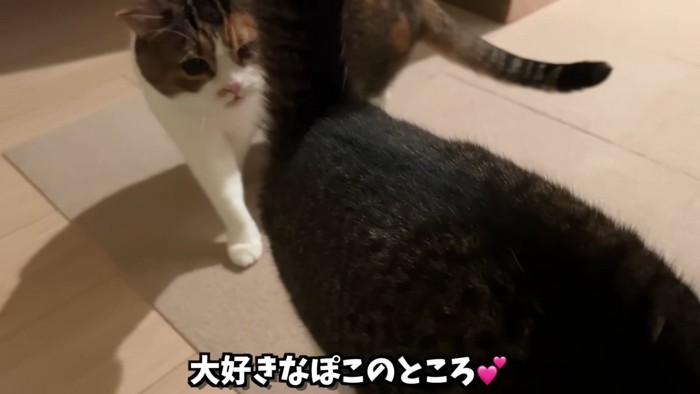 猫の後ろを歩く猫