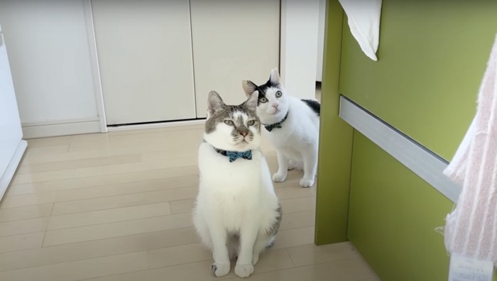 2匹の猫