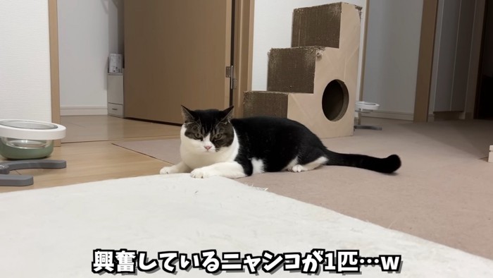 座っている白黒の猫