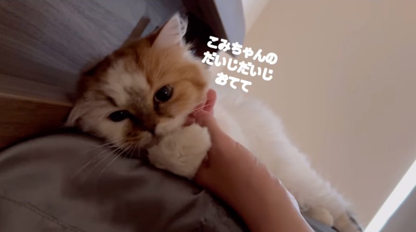 飼い主の手を抱き抱えるこみちゃん