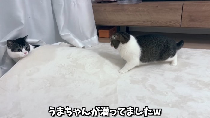 カーペットの下から顔を出す猫