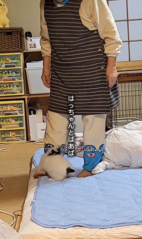 ドラえもんのズボンを履いたおばあちゃんの足にじゃれつく子猫