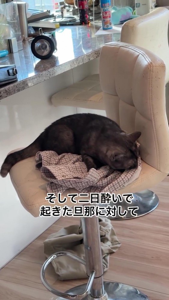 椅子の上でうずくまる猫