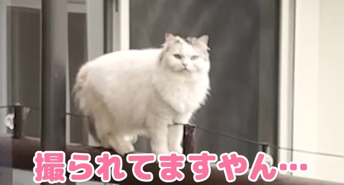 見つめる猫