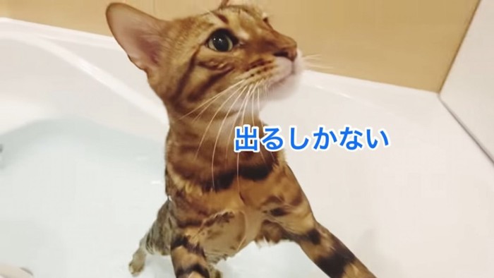 お風呂から出ようとする猫