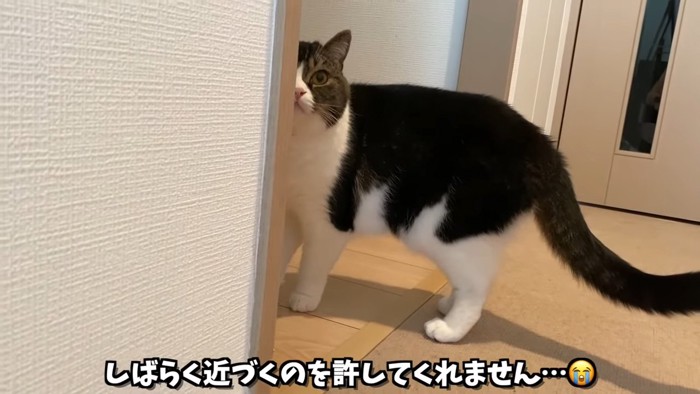 顔が半分隠れている猫