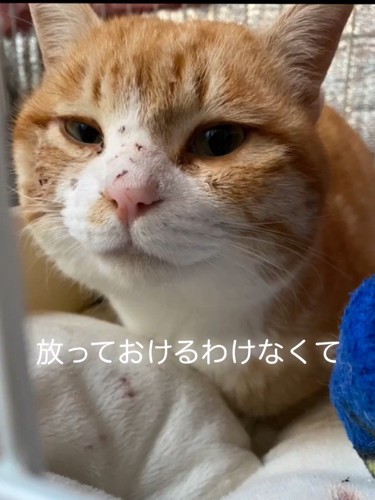 顔をケガした猫