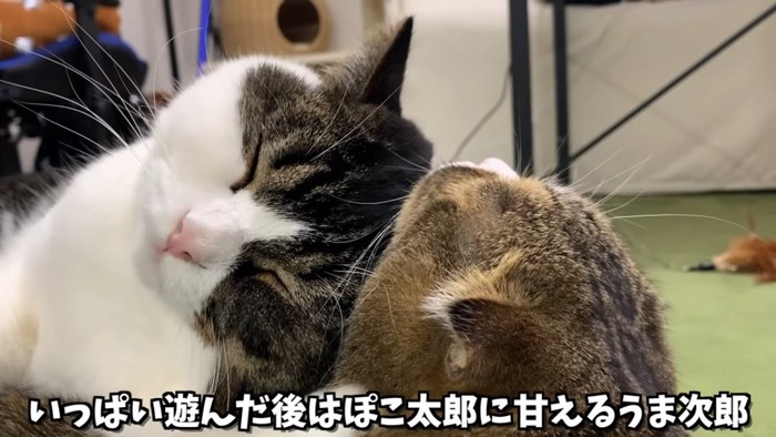 くっついている2匹の猫