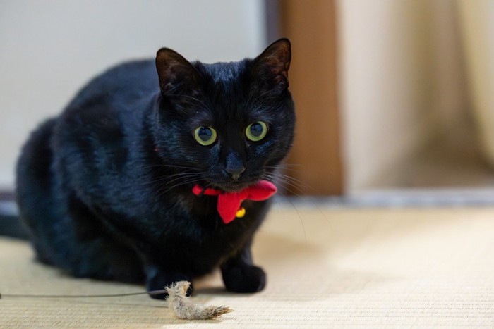 可愛い黒猫