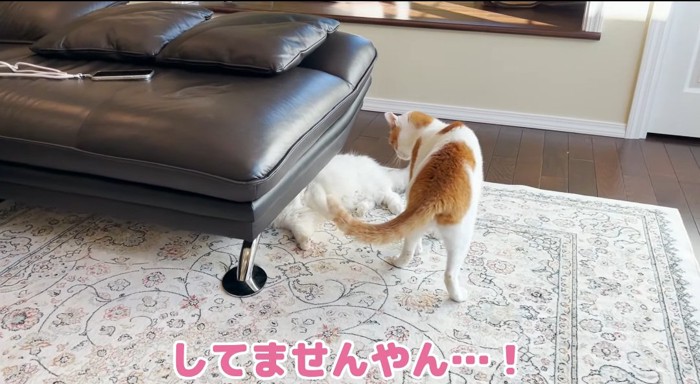 見つめる猫