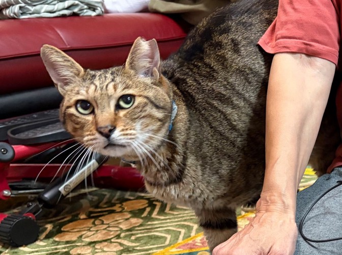 少し顔を伺う猫