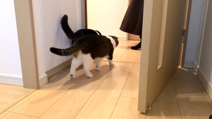 並ぶふたり