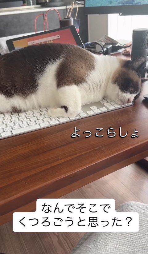 キーボードの上に寝転がる猫