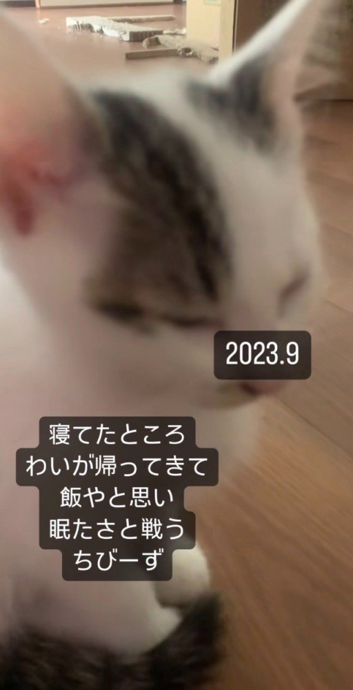 眠そうな子猫