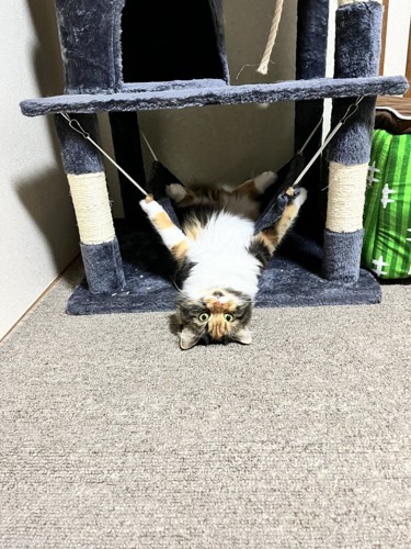 ハンモックから落ちている美美ちゃん